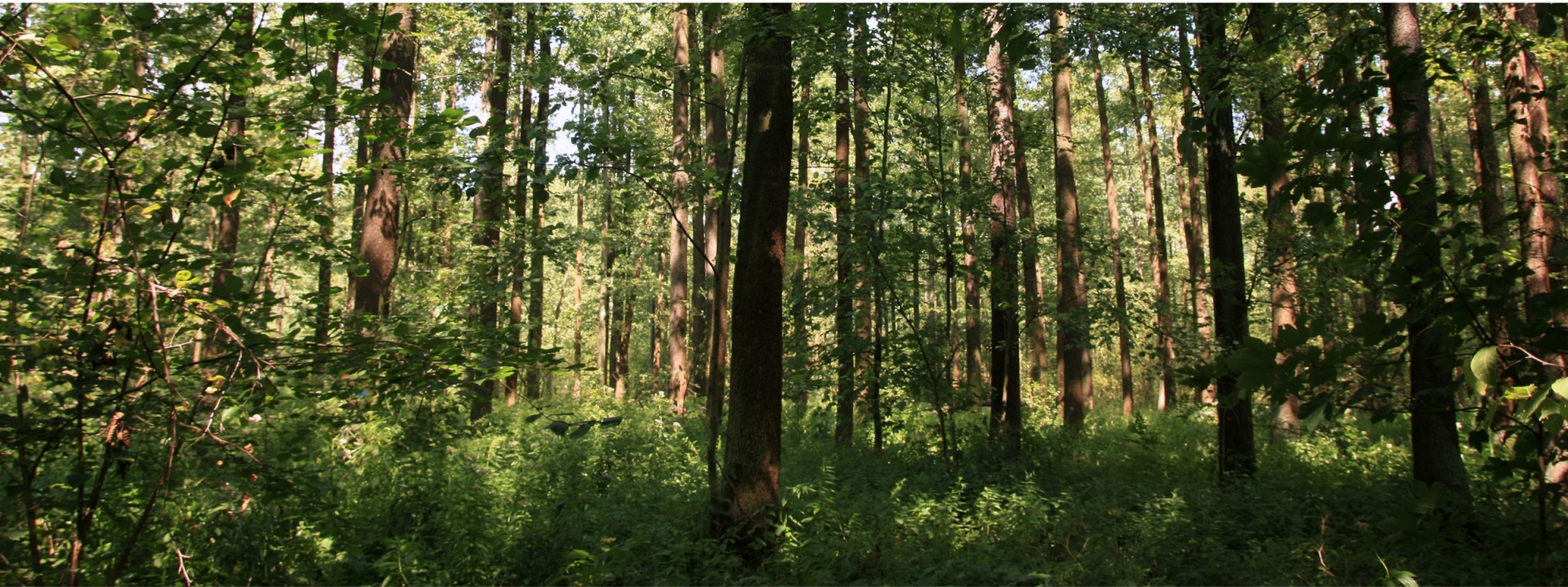 Park Krajobrazowy Stawki